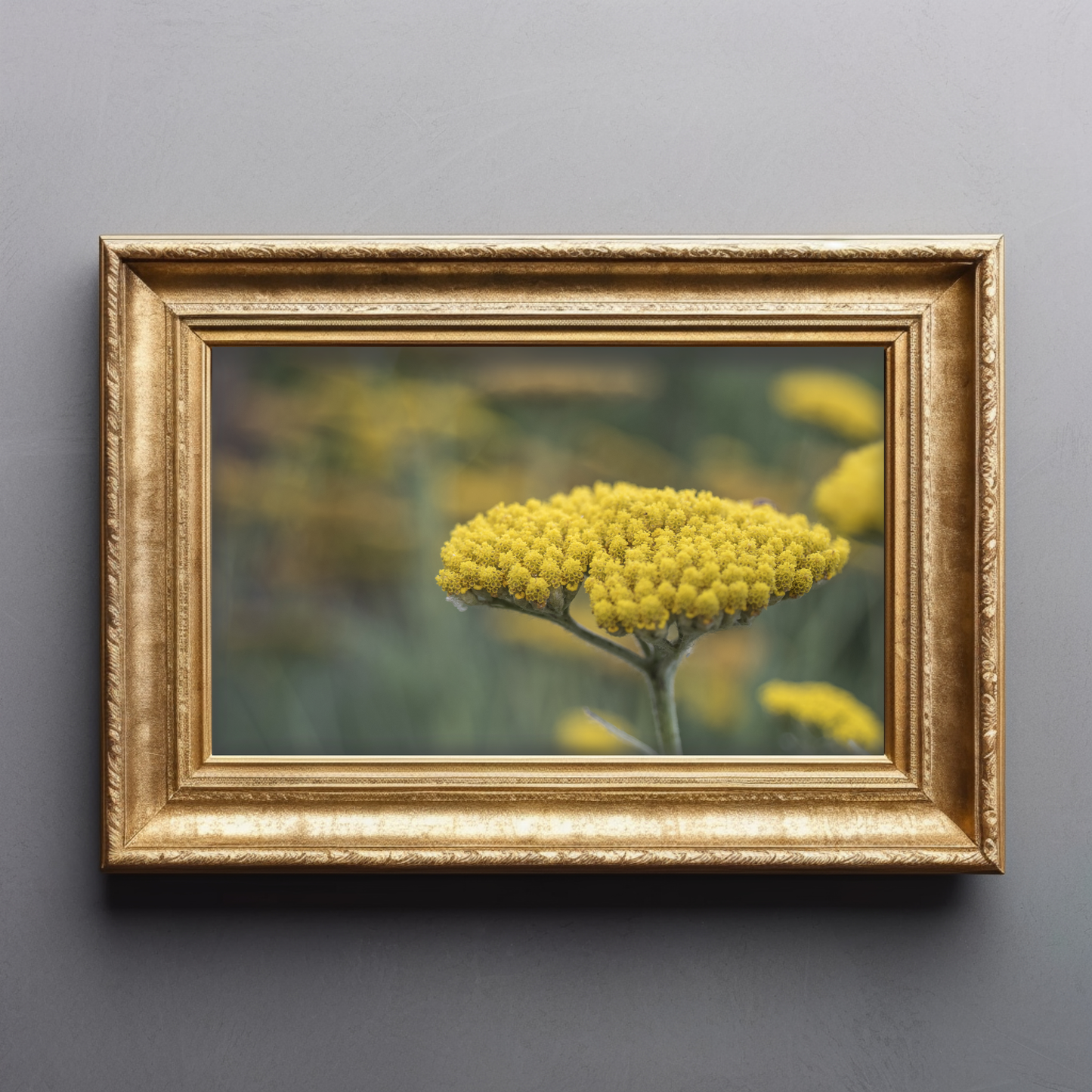 Yellow Yarrow