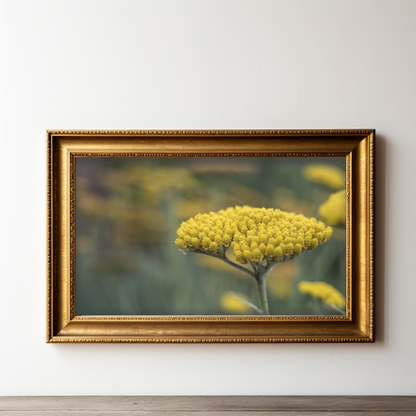 Yellow Yarrow