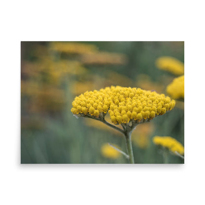 Yellow Yarrow