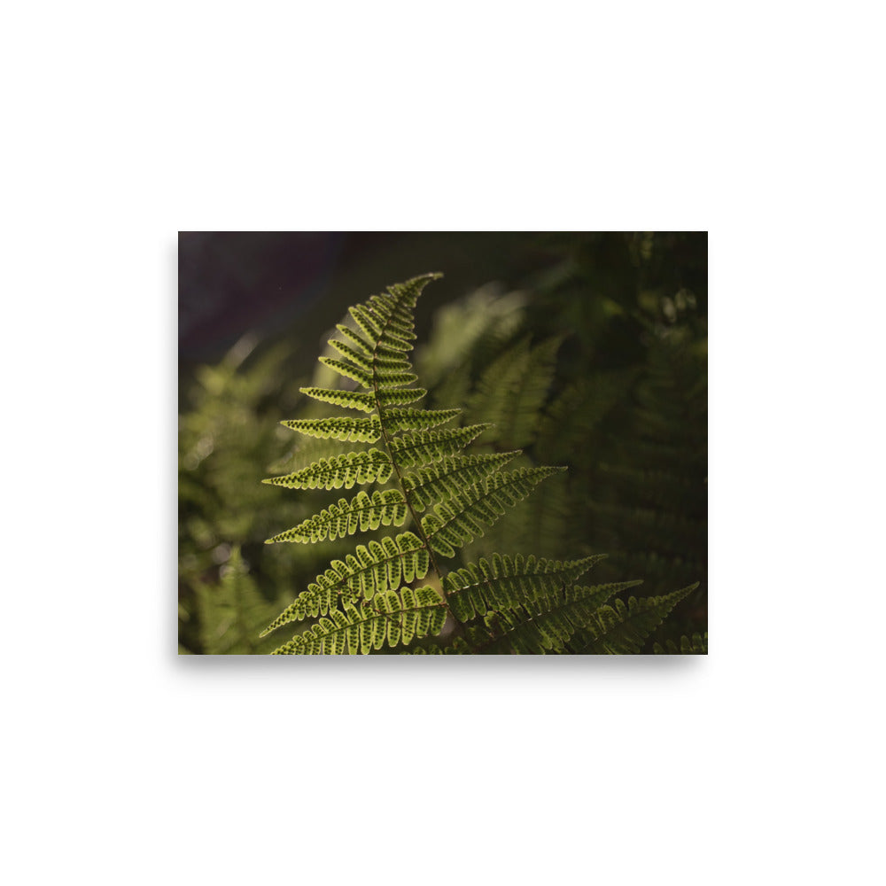 Fern