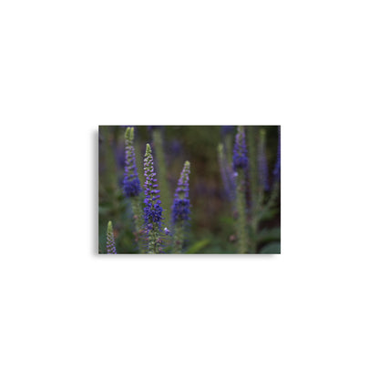 Veronica Spicata